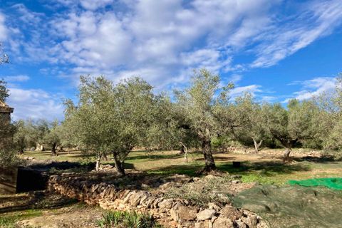 Finca i El Perello, Tarragona - foto 5